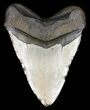 Megalodon Tooth - North Carolina #59083-2